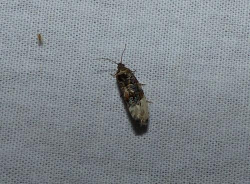 Réf. 270 844 : Hedya nubiferana